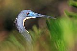 Tricolored Heron